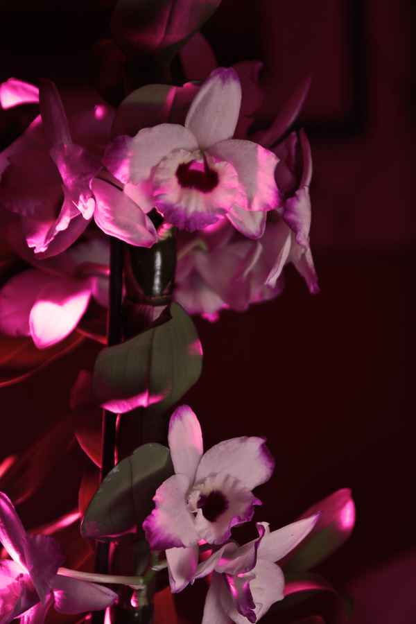 dendrobium