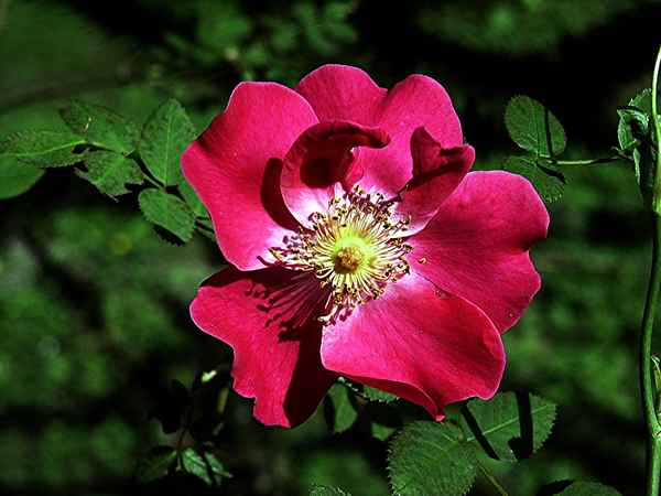Essig-Rose
