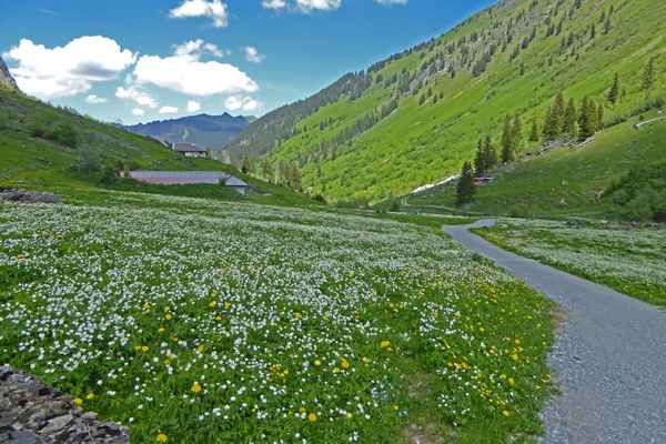 Saftige Voralpenwiese