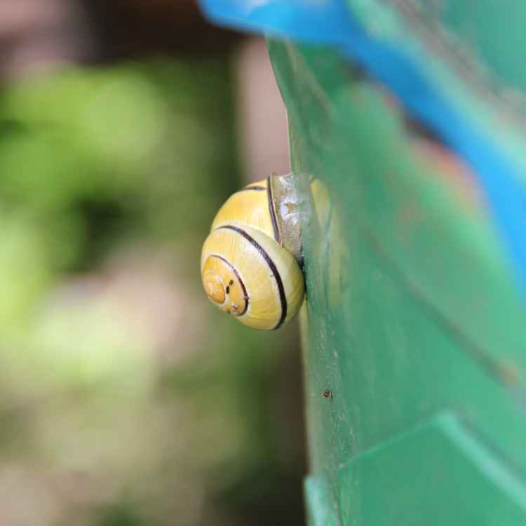 kleine gelbe Schnecke