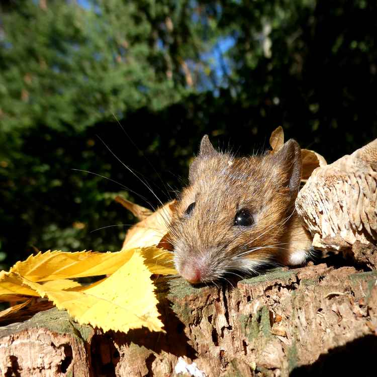 Gartenmaus