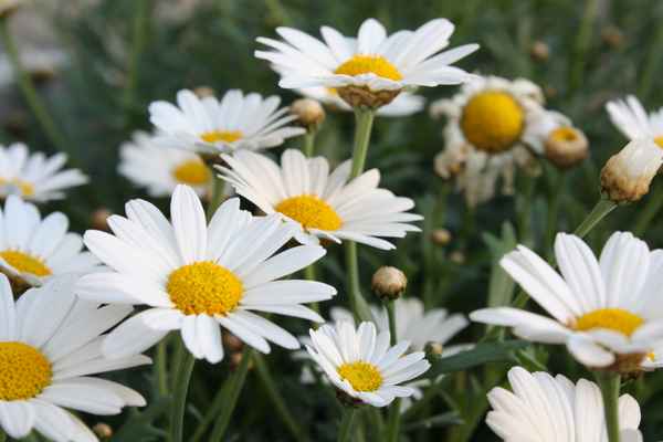 Margeriten