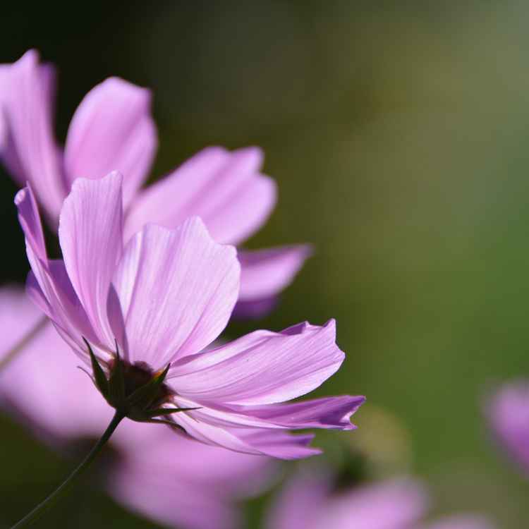 Sonnendurchstrahlte Blüte