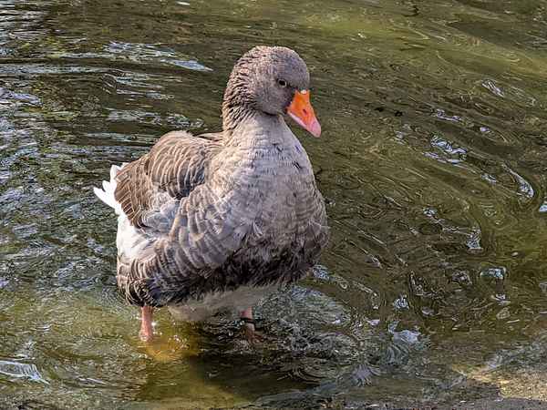 Gans