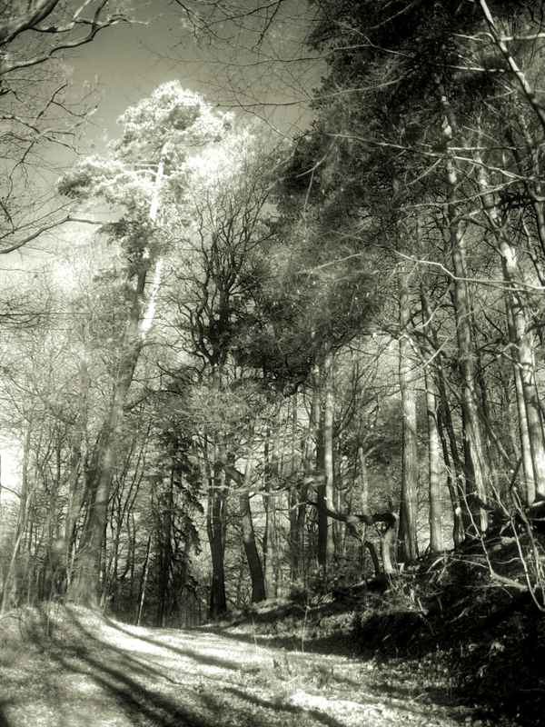 Wald in Schwarzweiss