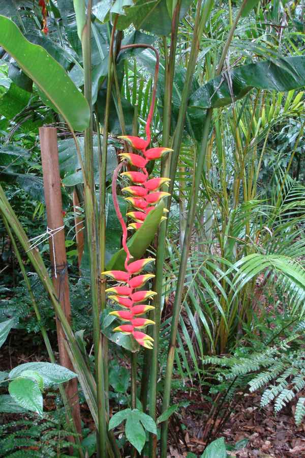 wilde Orchidee