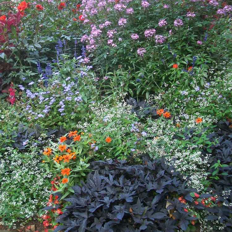 blühender Garten