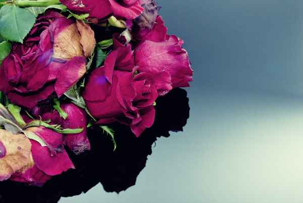 rose