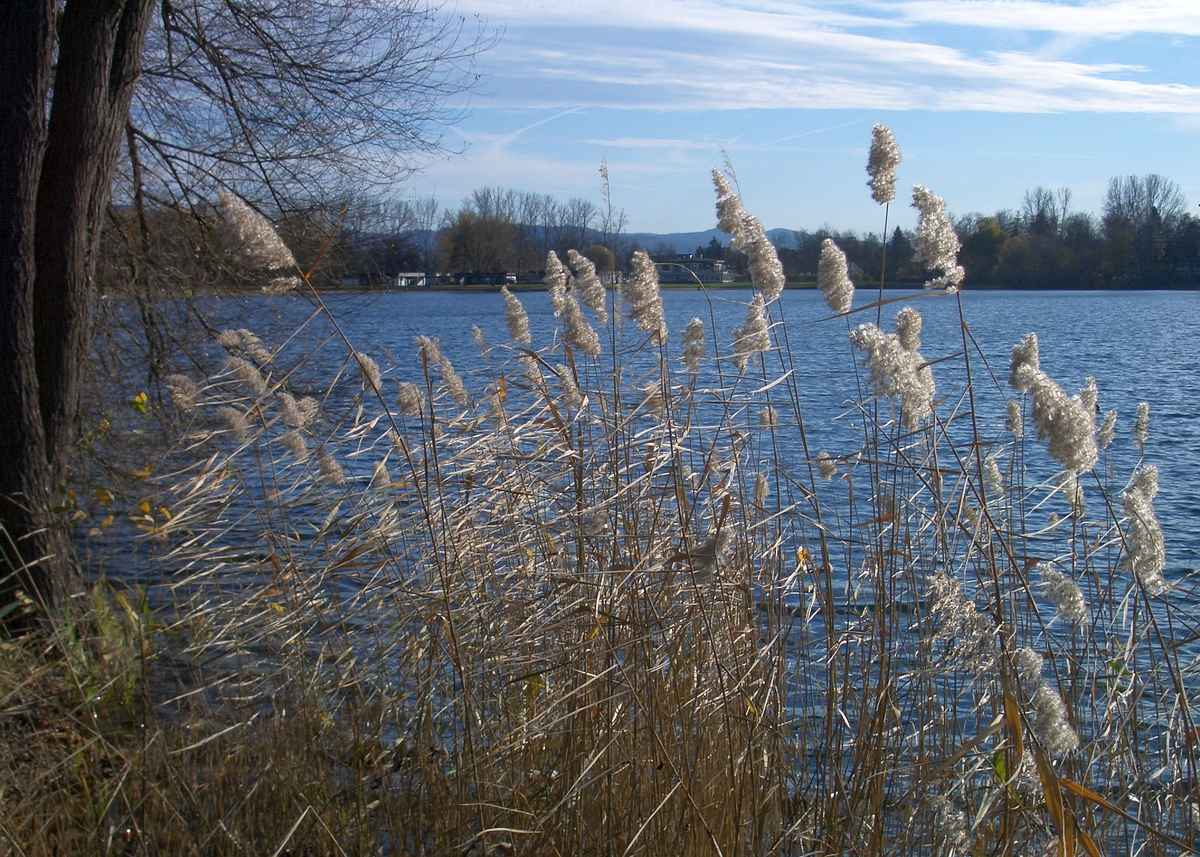 Schilf am See