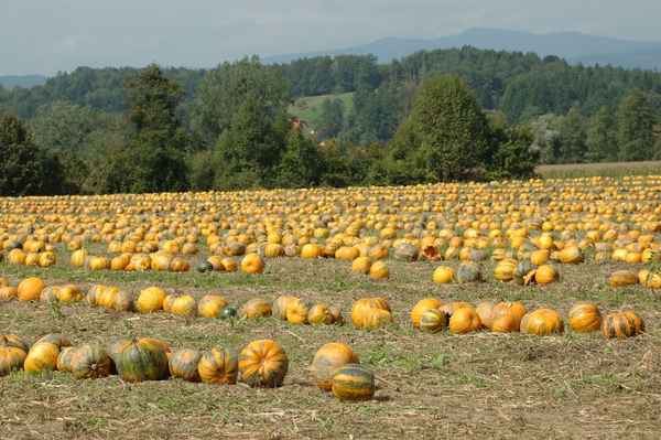 Kürbisernte in der Südsteiermark