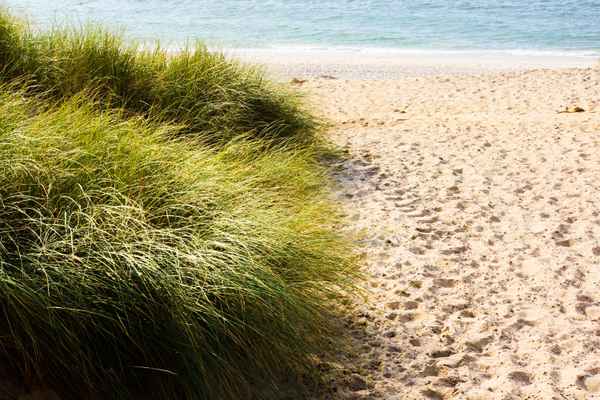 Strandweg mit Dünen und Meer