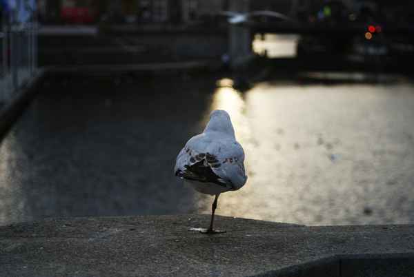 Möwe.
