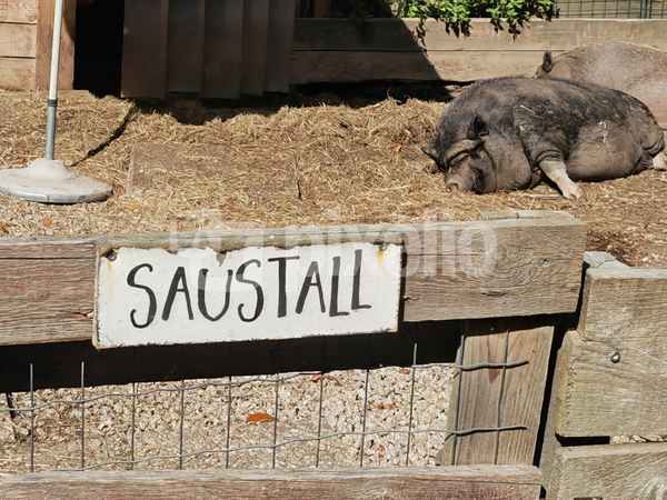 Saustall