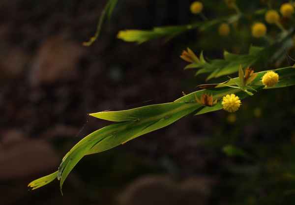 Mimose oder Akazie?