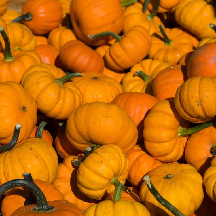 Ein Haufen Kürbise