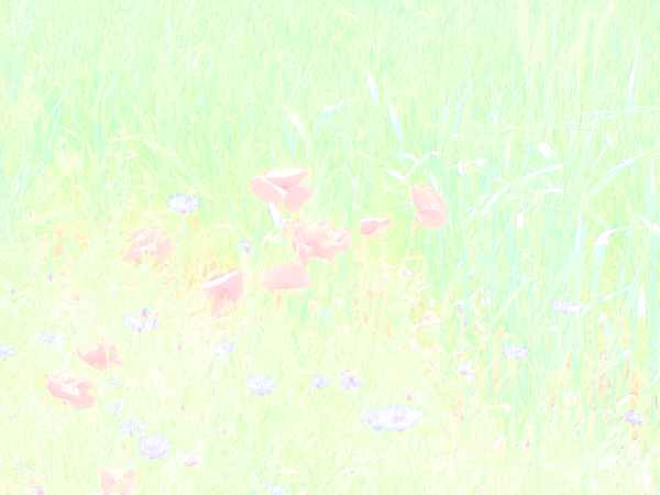 Briefpapier Mohnblumen