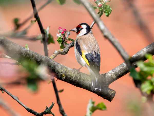 Stieglitz oder Distelfink