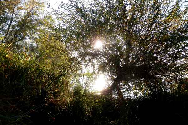 Ein Herbstmorgen am Fluss