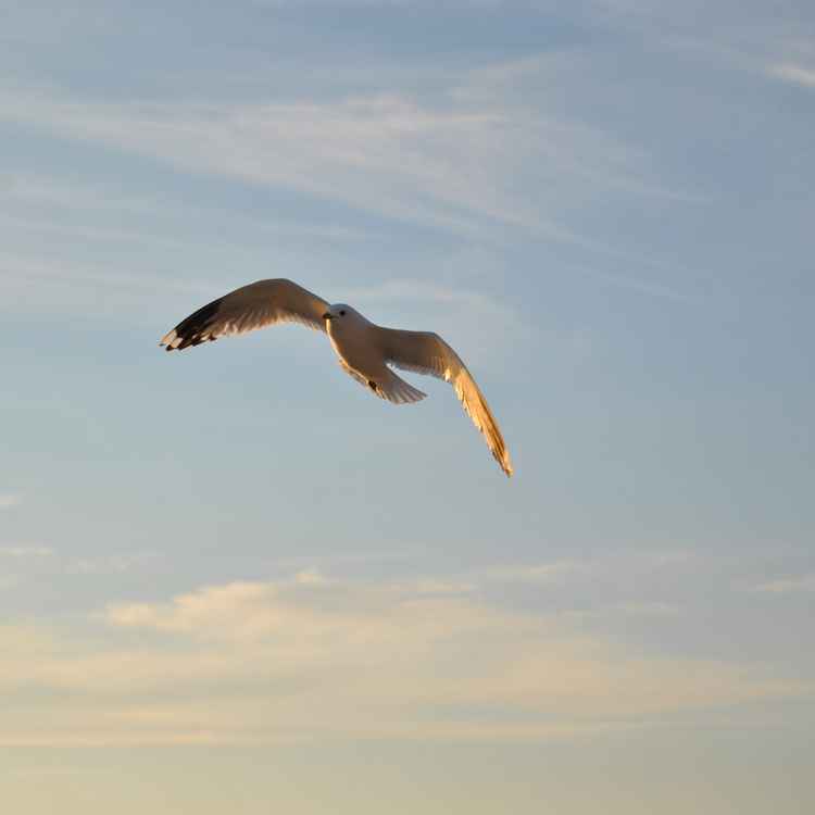 Möwe im Flug