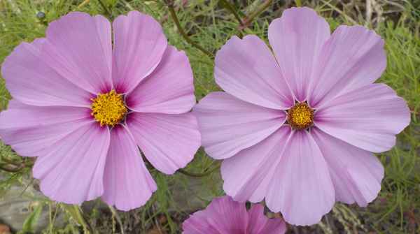 hübsche Blumengesichter