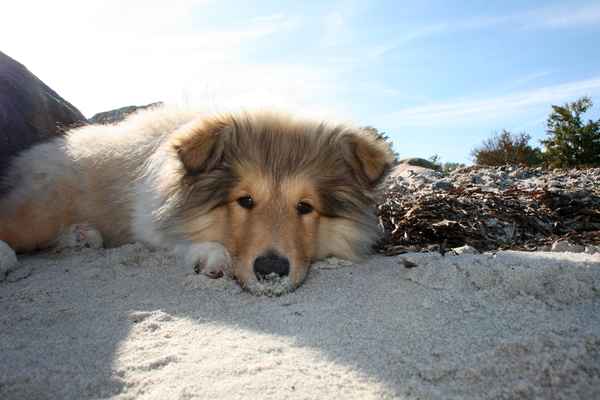 American Collie 0007