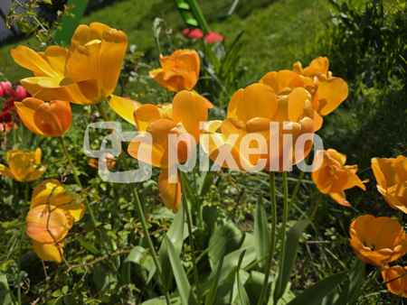 Tulpen