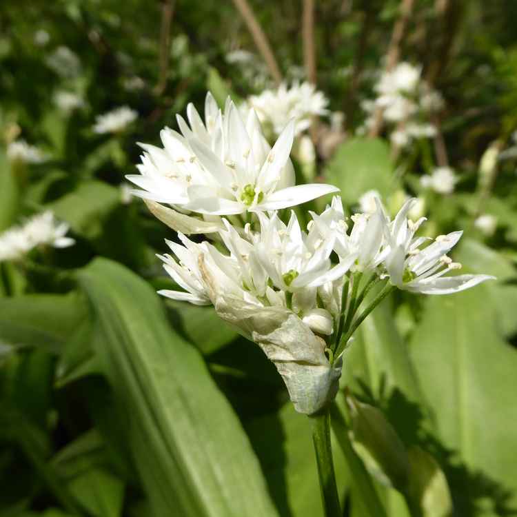 Der Bärlauch blüht