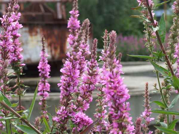 (Noch Namenlos) Lythrum salicaria