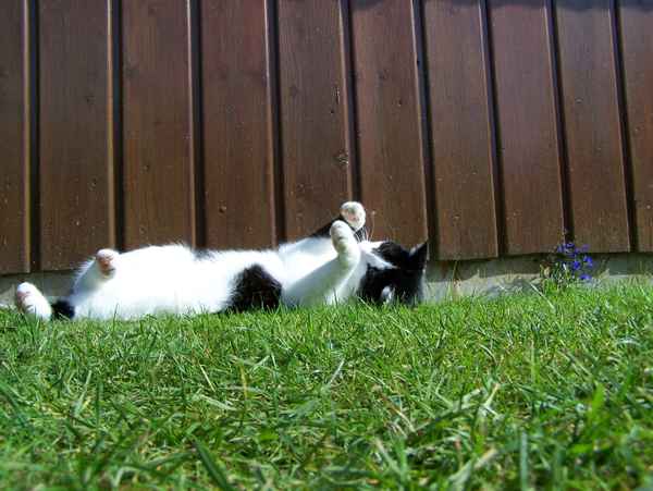 Kater Jones