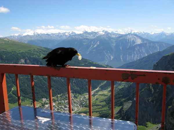Bergzauber - Alpendohlen lieben Pommes-Chips
