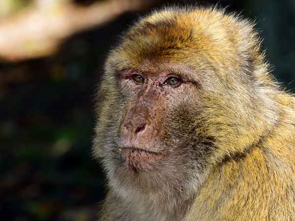 Berberaffe