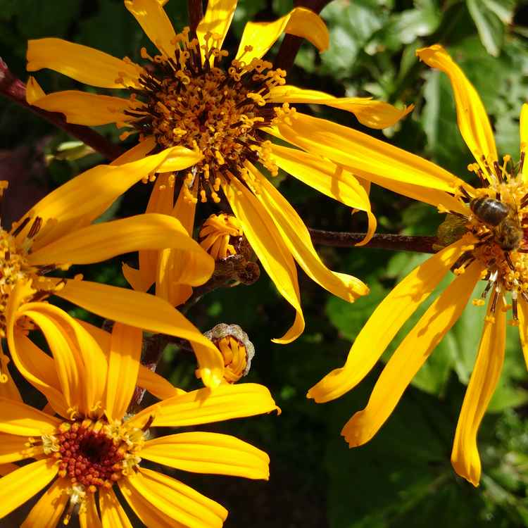 Sonnenblumen mit Biene