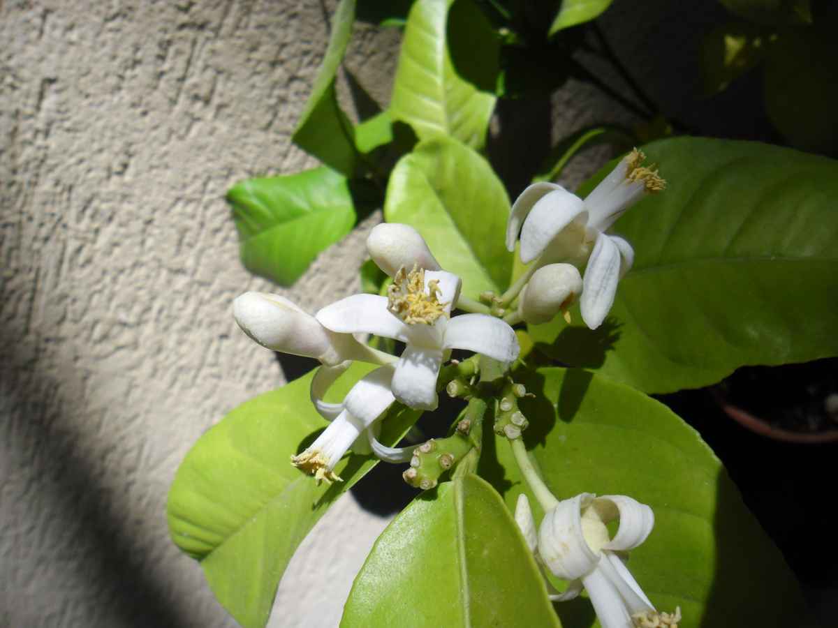 Blühendes Zitronenbäumchen