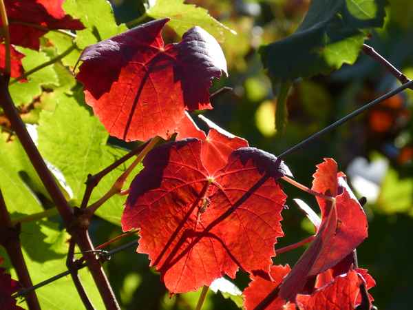 Rotes Weinlaub