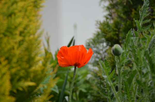 Ein Mohn