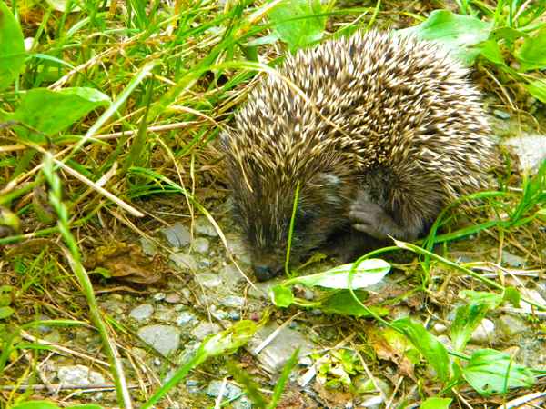 Igel macht seine Runde