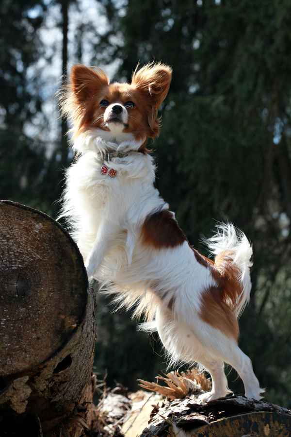 Philomena meine Papillondame