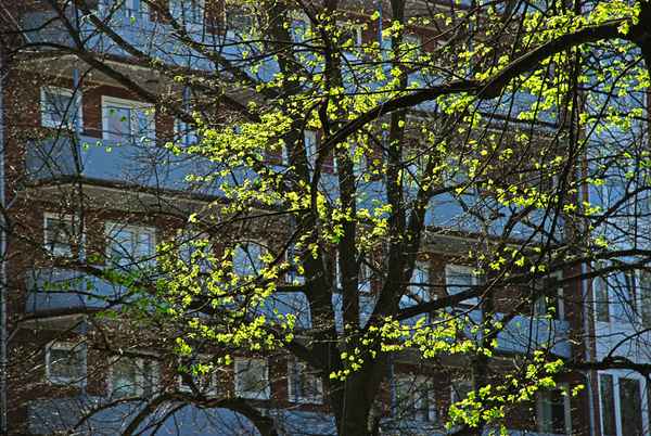 Blätter im Gegenlicht