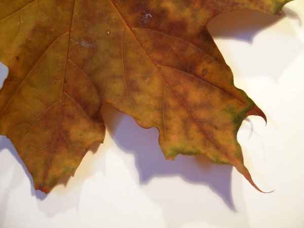 herbst 21