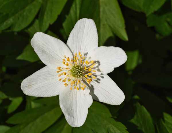 Buschwindröschen in der Frühlingssonne