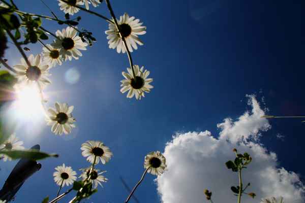 Der Sonne entgegen 04