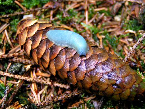 Blauschnegel