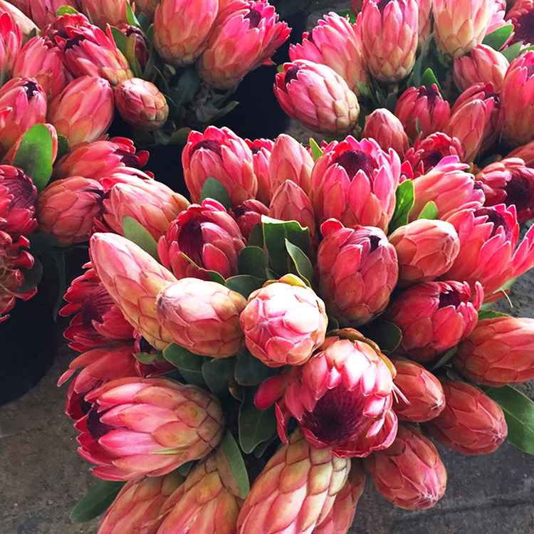 Protea auf dem Markt