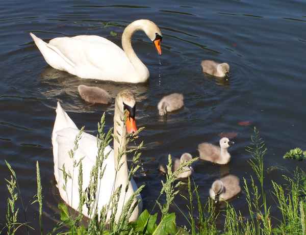 Schwanenfamilie