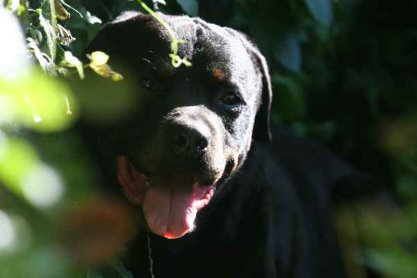 Rottweiler aufmerksam im Garten