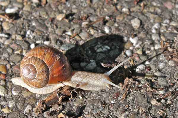 Schnecke 1