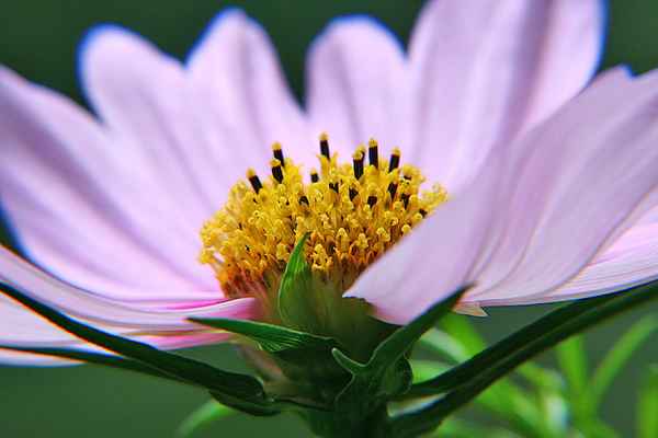 Blume-0099