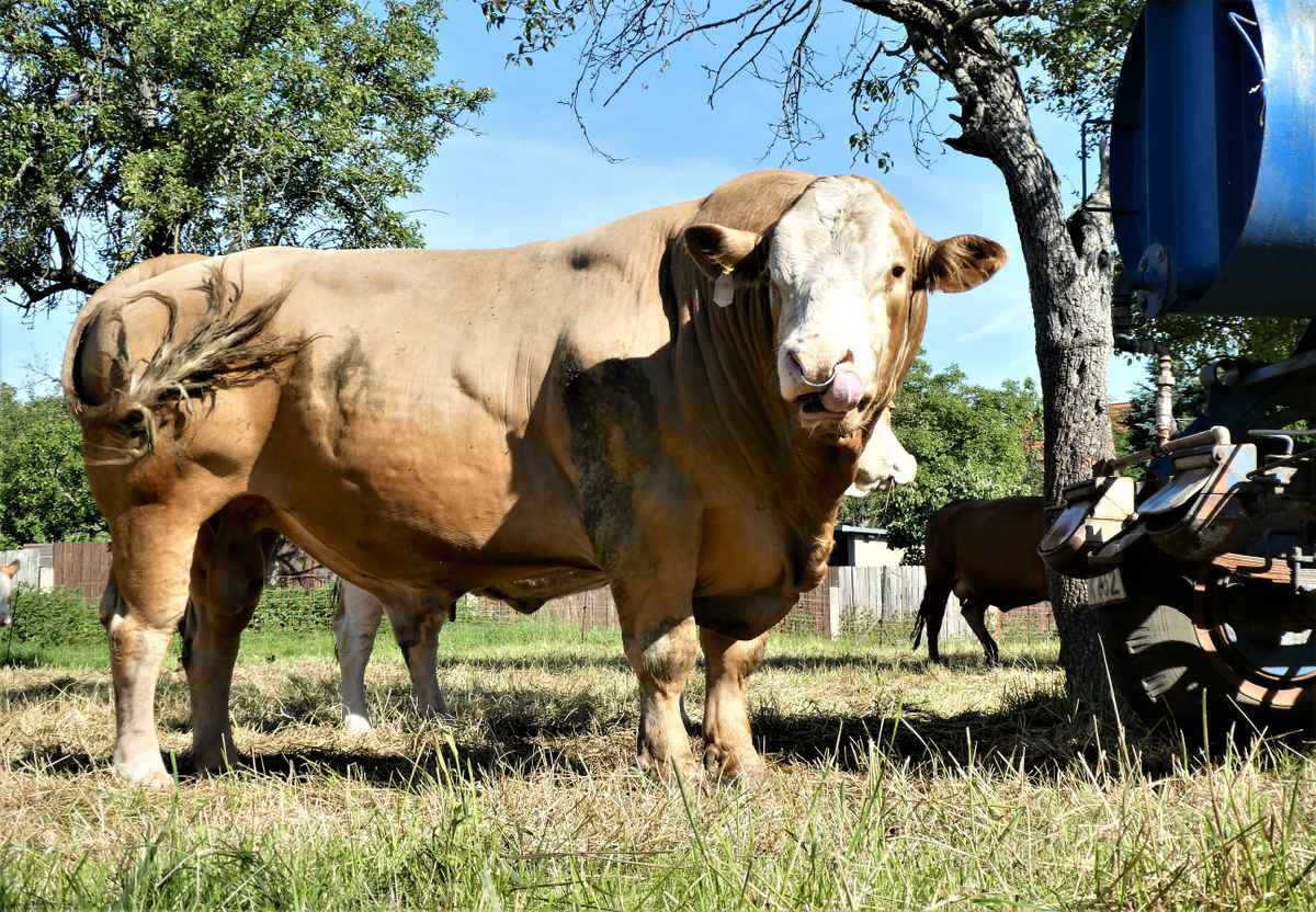 Bulle in voller Schönheit