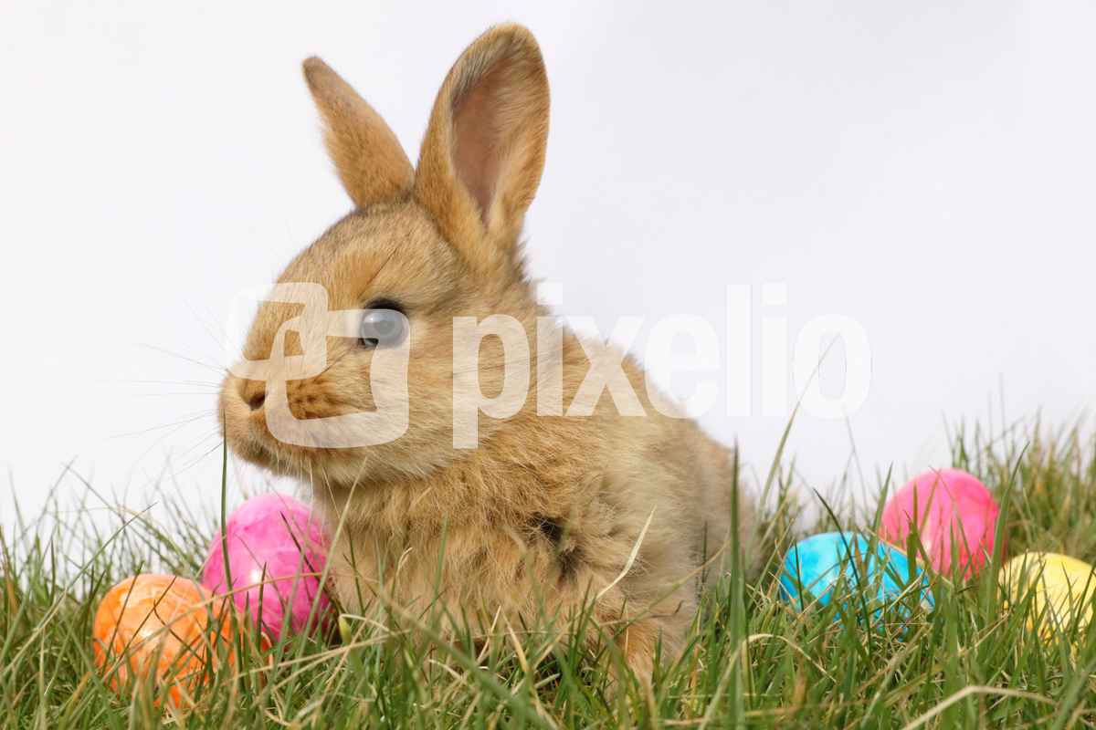 Kleiner kuscheliger Osterhase