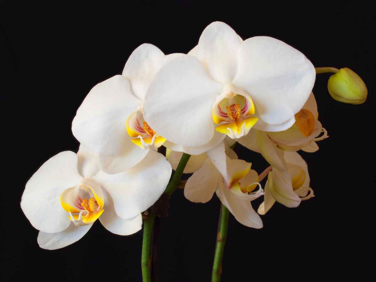 Orchidee